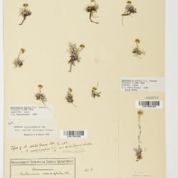 Antennaria monocephala