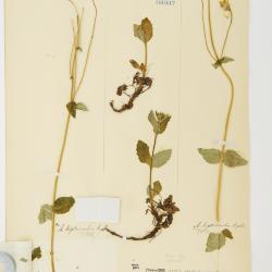Arnica L.