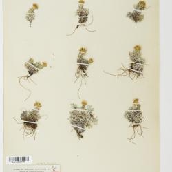 Antennaria alpina