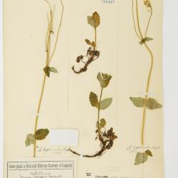 Arnica L.