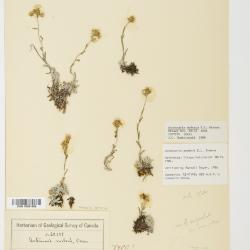 Antennaria media