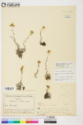 Antennaria media
