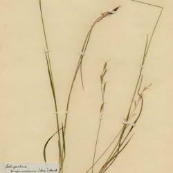 Avena L.