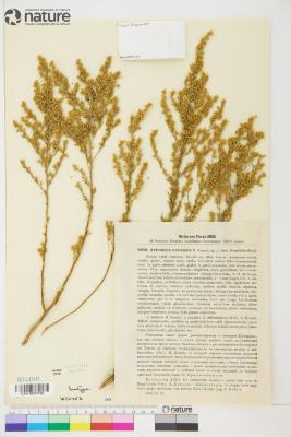 Artemisia aralensis