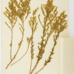 Artemisia aralensis