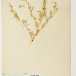 Atriplex argentea
