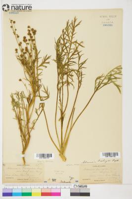 Artemisia L.
