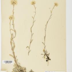 Antennaria rosea