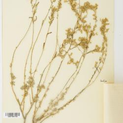 Artemisia deserti