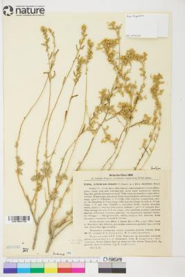 Artemisia deserti
