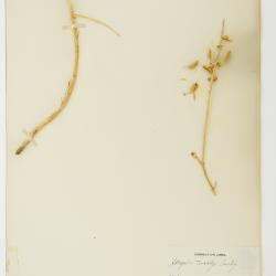 Astragalus tweedyi
