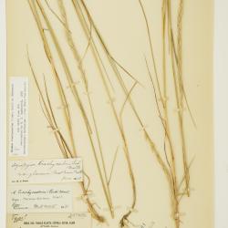 Agropyron Gaertn.