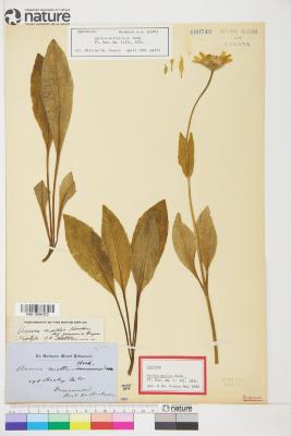 Arnica mollis