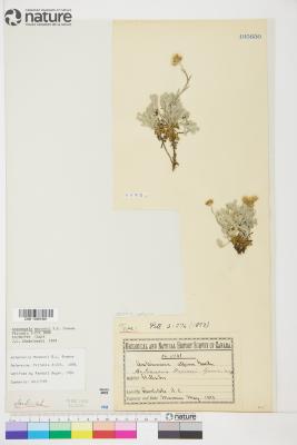 Antennaria alpina