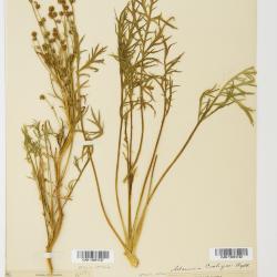 Artemisia L.
