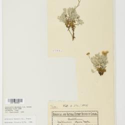 Antennaria alpina