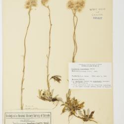 Antennaria howellii