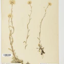 Antennaria rosea