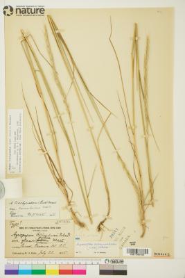Agropyron Gaertn.