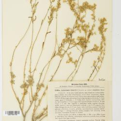 Artemisia deserti
