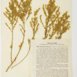Artemisia aralensis
