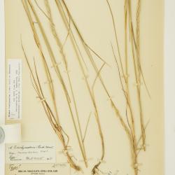 Agropyron Gaertn.