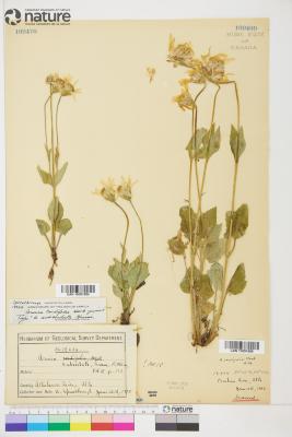 Arnica L.