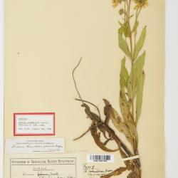 Arnica L.