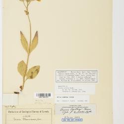 Arnica rydbergii