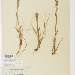 Anthoxanthum monticola