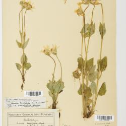 Arnica L.