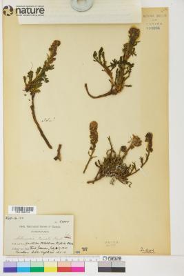 Artemisia norvegica