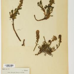 Artemisia norvegica