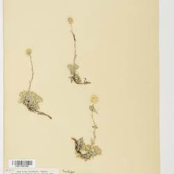 Antennaria umbrinella