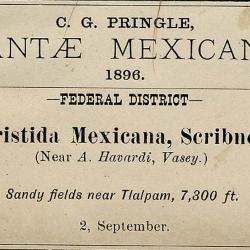Aristida mexicana