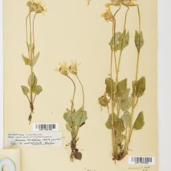Arnica L.