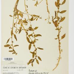 Atriplex glabriuscula