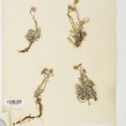 Antennaria rosea