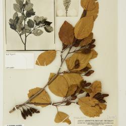 Alnus alnobetula