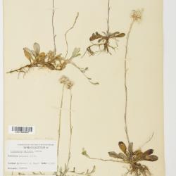 Antennaria neglecta