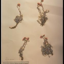Antennaria rosea