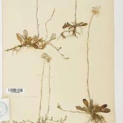 Antennaria neglecta