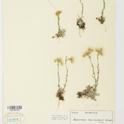 Antennaria rosea