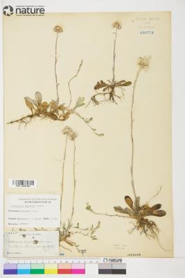 Antennaria neglecta