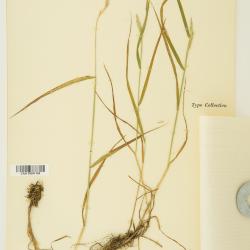Agropyron Gaertn.