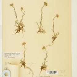 Antennaria corymbosa