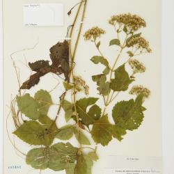 Ageratina altissima