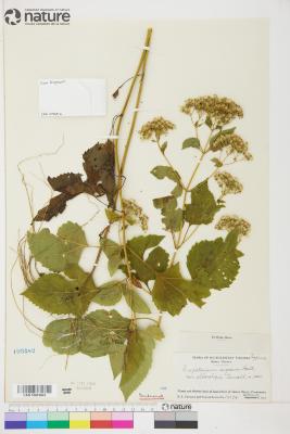 Ageratina altissima