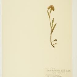 Achillea millefolium