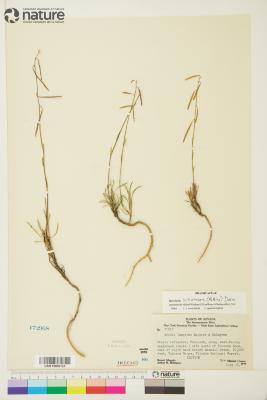 Arabis L.